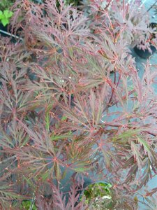 Acer pal. 'Garnet' 7.5L