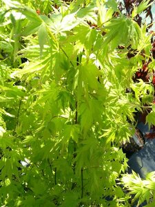 Acer pal. 'Orange Dream' 175-200 25L - image 6