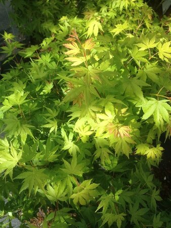 Acer pal. 'Orange Dream' 175-200 25L - image 7