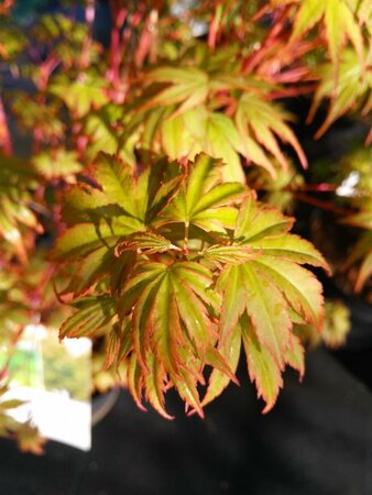 Acer pal. 'Orange Dream' 175-200 25L - image 9