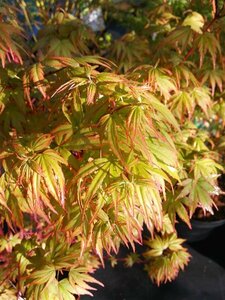 Acer pal. 'Orange Dream' 175-200 25L - image 2