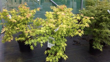 Acer pal. 'Orange Dream' 175-200 25L - image 5