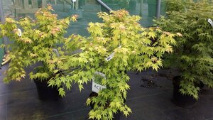 Acer pal. 'Orange Dream' 175-200 25L - image 5