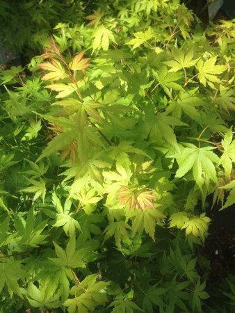 Acer pal. 'Orange Dream' 175-200 25L - image 4