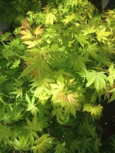 Acer pal. 'Orange Dream' 175-200 25L - image 4
