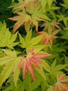 Acer pal. 'Orange Dream' 175-200 25L - image 3