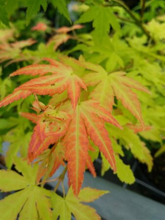 Acer pal. 'Orange Dream' 175-200 25L - image 1