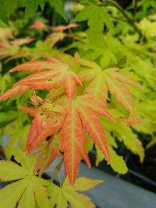 Acer pal. 'Orange Dream' 175-200 25L