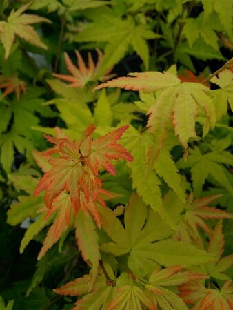 Acer pal. 'Orange Dream' 175-200 25L - image 8