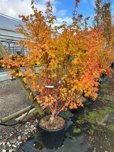 Acer pal. 'Sangokaku' 350/400cm Multi Stem 500L