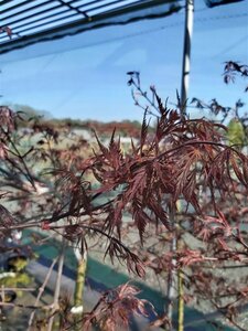 Acer pal. 'Tamukeyama' 125-150 35L