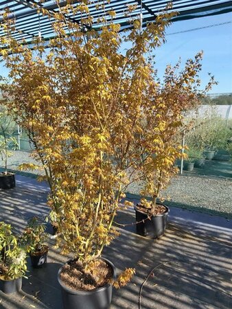 Acer pal. 'Ueno-yama' 325-350 350L - image 2