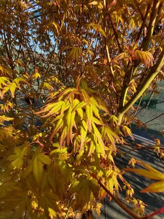 Acer pal. 'Ueno-yama' 325-350 350L - image 1
