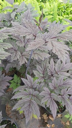 Actaea simp. 'Pink Spike' 2L