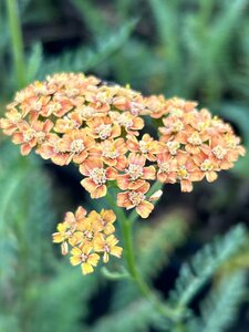 Achillea Terracotta 2L - image 4