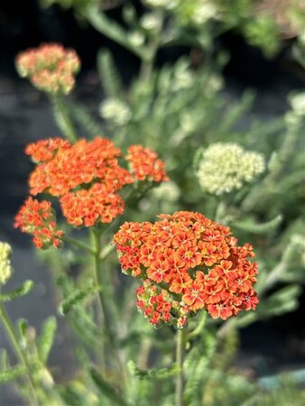 Achillea Terracotta 2L - image 1