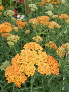 Achillea Terracotta 2L - image 3