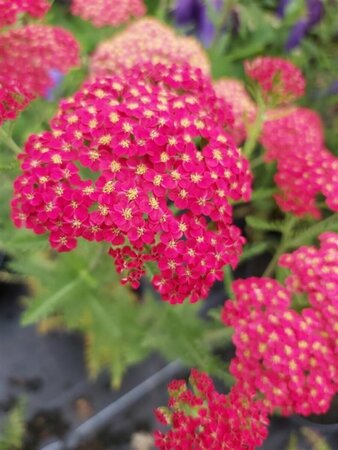 Achillea 'Walther Funcke' 2L
