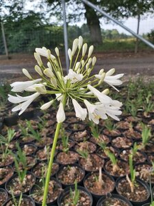 Agapanthus africanus 'Albus' 3/+ 2L
