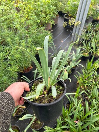 Agapanthus africanus 'Albus' 3/+ 2L - image 2