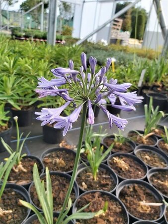 Agapanthus africanus 3/+ 2L - image 2