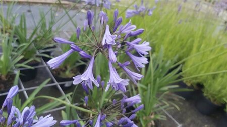 Agapanthus 'Dr Brouwer' 3/+ 2L - image 2