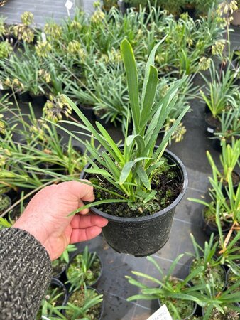 Agapanthus 'Dr Brouwer' 3/+ 2L - image 3