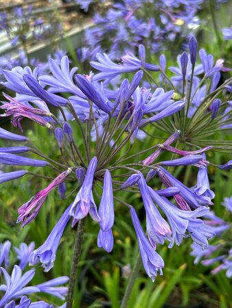 Agapanthus 'Dr Brouwer' 3/+ 2L - image 1