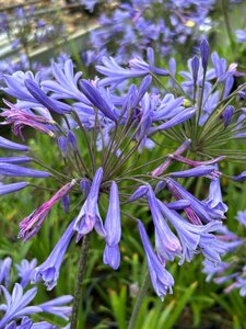 Agapanthus 'Dr Brouwer' 3/+ 2L