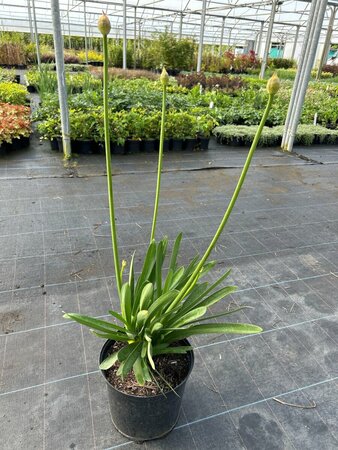 Agapanthus 'Greenfield' 5L
