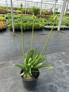 Agapanthus 'Greenfield' 5L