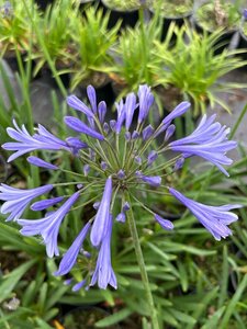 Agapanthus Headbourne hybrids 3/+ 2L