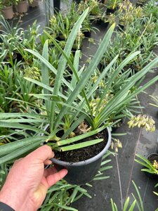 Agapanthus Headbourne hybrids 3/+ 2L - image 2