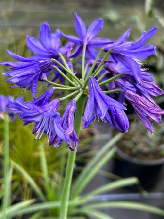 Agapanthus 'Northern Star' 3/+ 2L - image 2