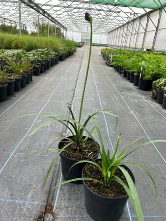 Agapanthus 'Northern Star' 3/+ 2L - image 3