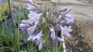 Agapanthus 'Pinocchio' 3/+ 2L - image 3