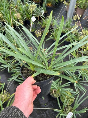Agapanthus 'Pinocchio' 3/+ 2L - image 1