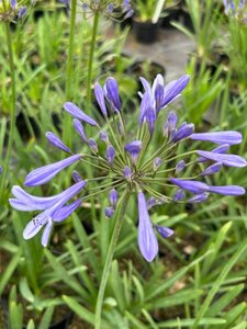 Agapanthus 'Pinocchio' 3/+ 2L - image 2
