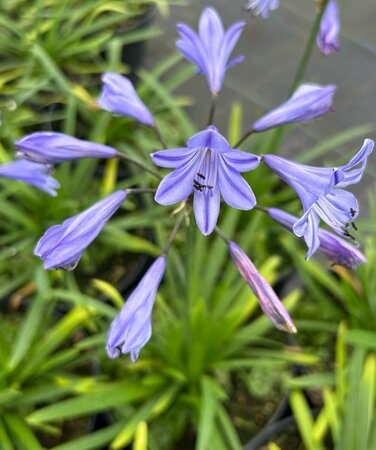Agapanthus Summer Love 'Blue' 2L - image 3
