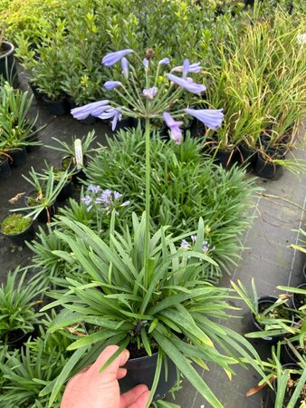 Agapanthus Summer Love 'Blue' 2L - image 1