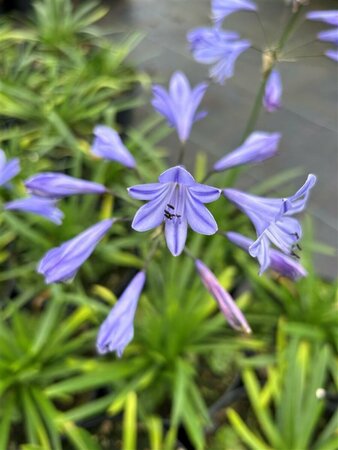Agapanthus Summer Love 'Blue' 2L - image 2