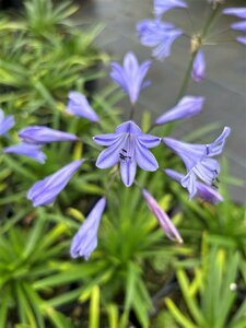Agapanthus Summer Love 'Blue' 2L - image 2