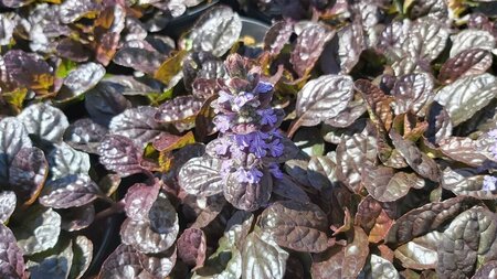 Ajuga reptans 'Braunherz' 3L - image 1