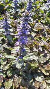 Ajuga reptans Catlin's Giant 3L - image 1