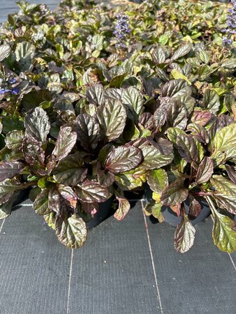 Ajuga reptans Catlin's Giant 3L - image 2