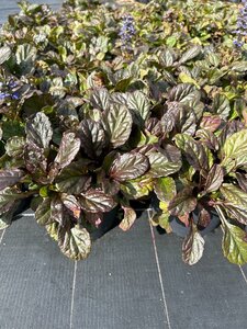 Ajuga reptans Catlin's Giant 3L - image 2