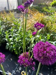 Allium afl. 'Purple Sensation' 2L - image 3