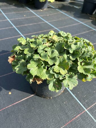 Alchemilla erythropoda 2L - image 2