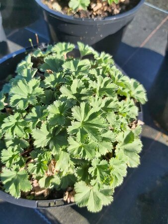 Alchemilla erythropoda 2L - image 1