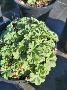Alchemilla erythropoda 2L - image 1
